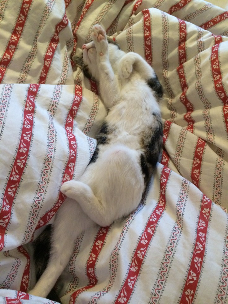 Foto 10.01.16 15 14 38