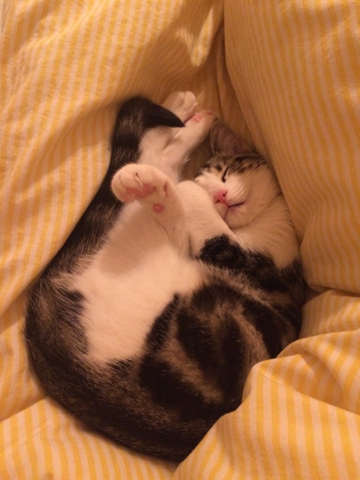 Foto 19.12.15 23 25 03