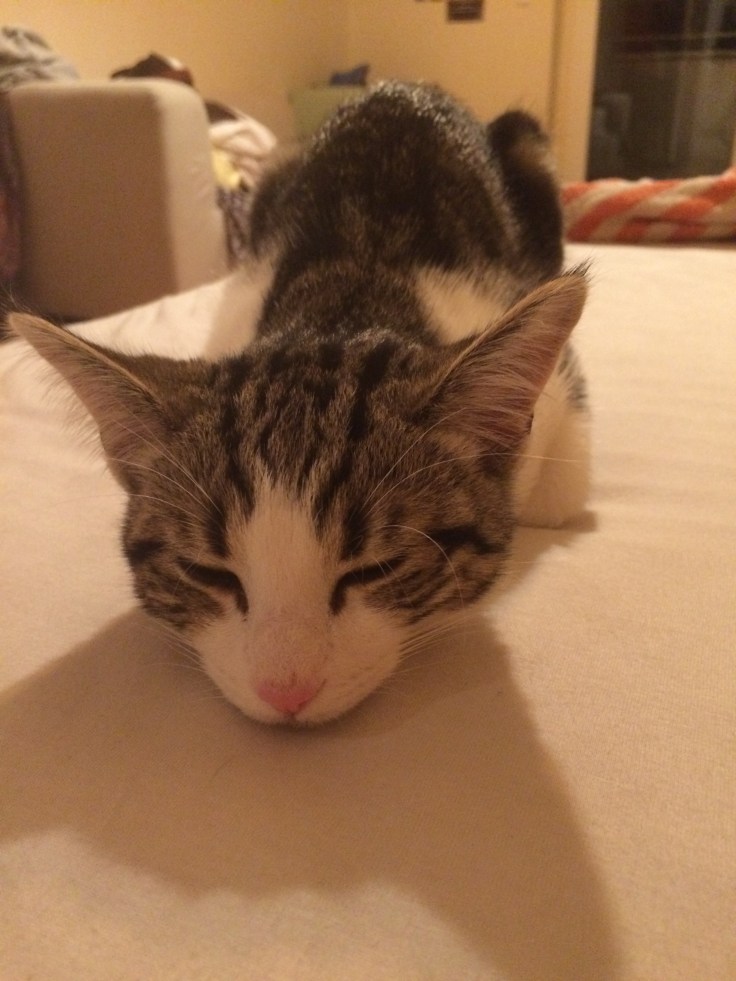 Foto 26.12.15 00 23 19