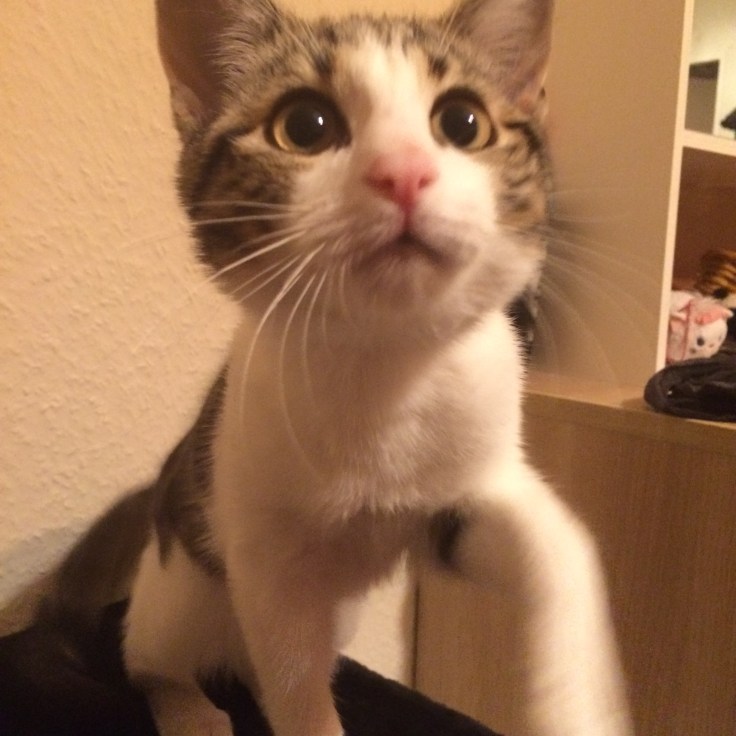 Foto 28.12.15 00 48 02