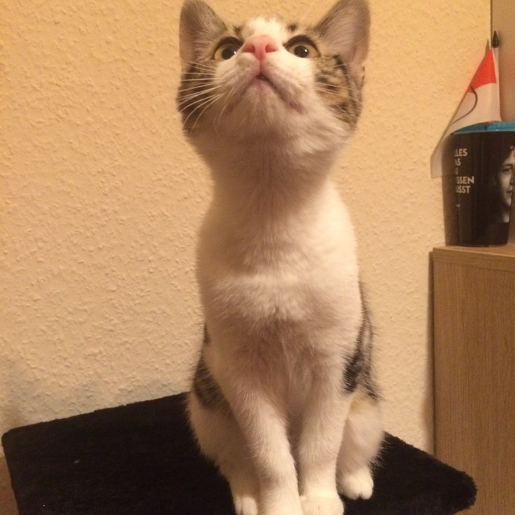 Foto 28.12.15 00 48 16