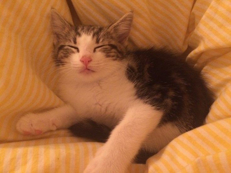 Foto 31.10.15 00 05 15